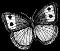 papillons (27)